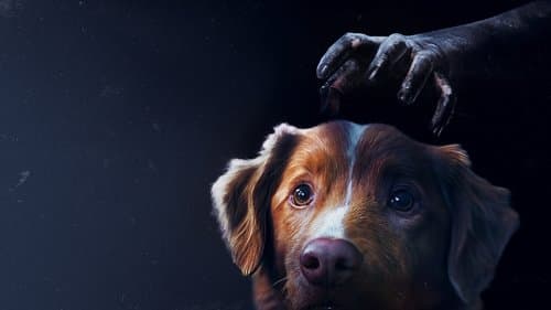 Backdrop for Good Boy